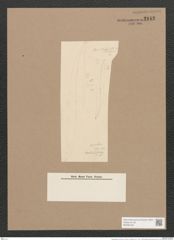 Pleurosigma sp. (de-Toni-Nr.: Genus 13, Species 1018 ?, 1001 ?) Zeichnungen Sammlung Grunow Nr. 2142 (NHMW-BOT-W0369184)